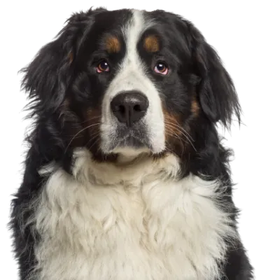 Berner Sennenhund