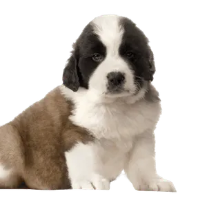 Bernhardiner Puppy