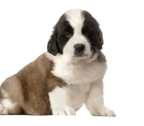 Bernhardiner Puppy
