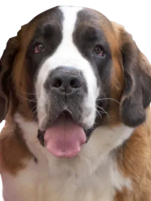 Bernhardiner Profile