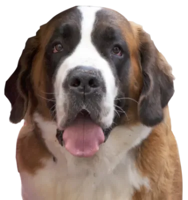 Bernhardiner Profile