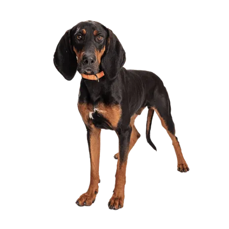 Black and Tan Coonhound (4)