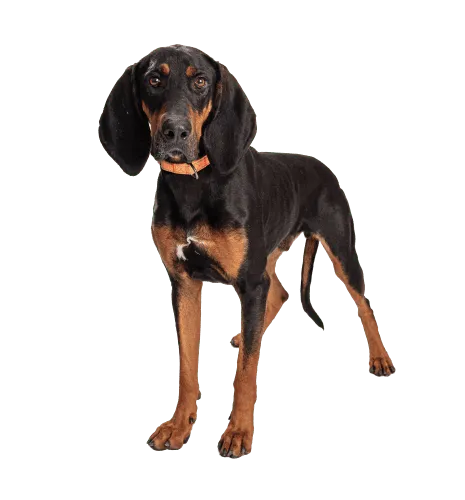 Black and Tan Coonhound (4)