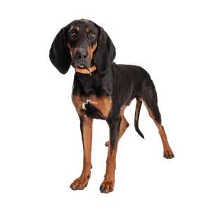 Black and Tan Coonhound (4)