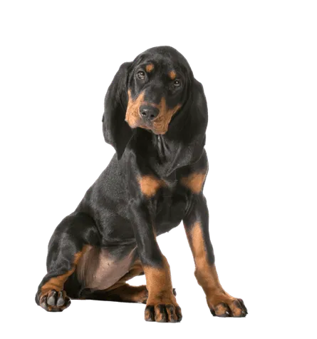 Black and Tan Coonhound (3)