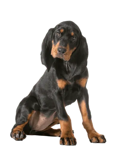 Black and Tan Coonhound (3)
