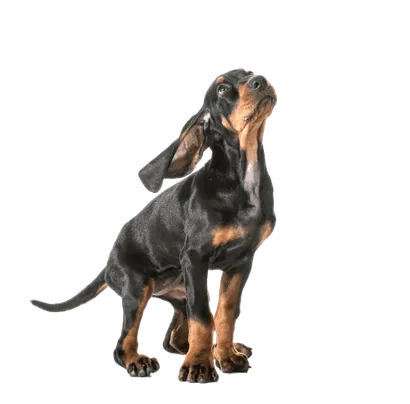 Black and Tan Coonhound (6)