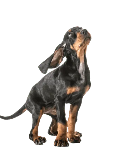 Black and Tan Coonhound (6)