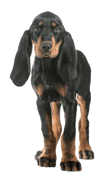 Black and Tan Coonhound (7)