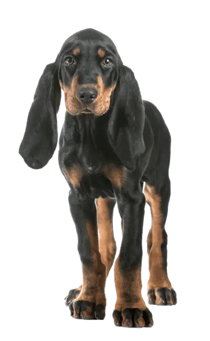 Black and Tan Coonhound (7)