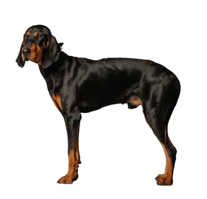 Black and Tan Coonhound (5)