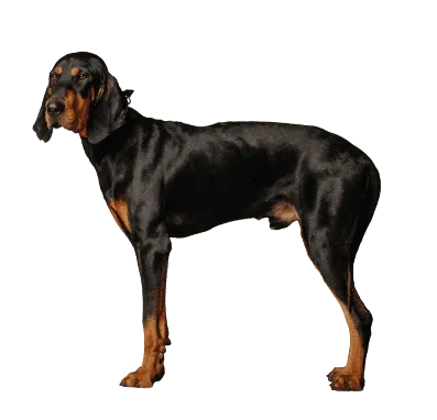 Black and Tan Coonhound (5)