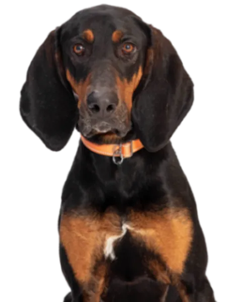 Black and Tan Coonhound