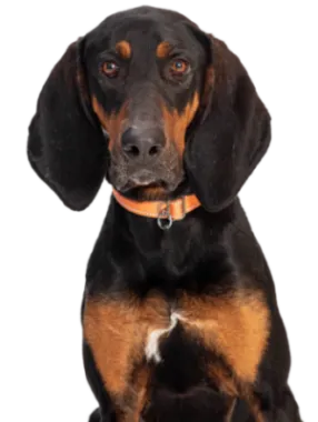 Black and Tan Coonhound