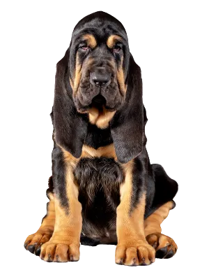 Bloodhound (1)