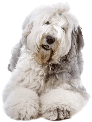 Bobtail profile