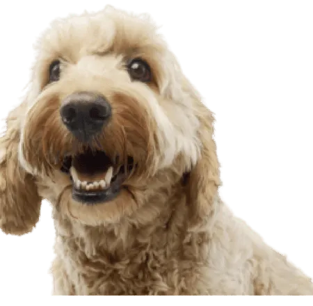 Bologneser