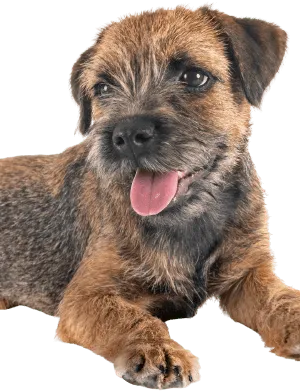 border terrier