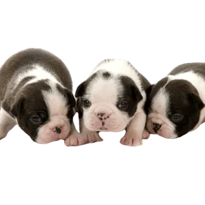 Boston Terrier (6)