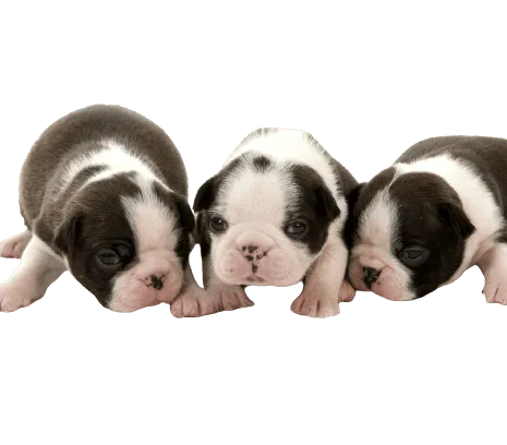 Boston Terrier (6)