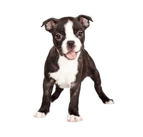 Boston Terrier