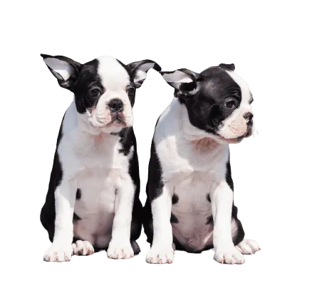 Boston Terrier