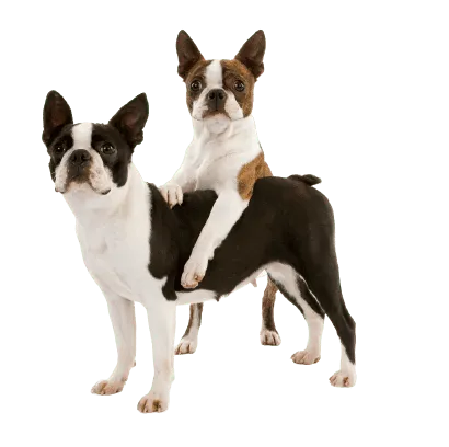 Boston Terrier