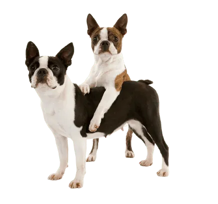 Boston Terrier