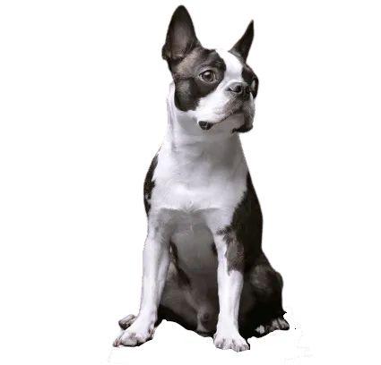Boston Terrier