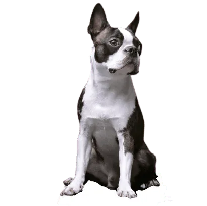 Boston Terrier