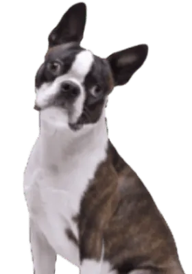 Boston Terrier