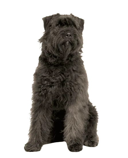 Bouvier des Ardennes