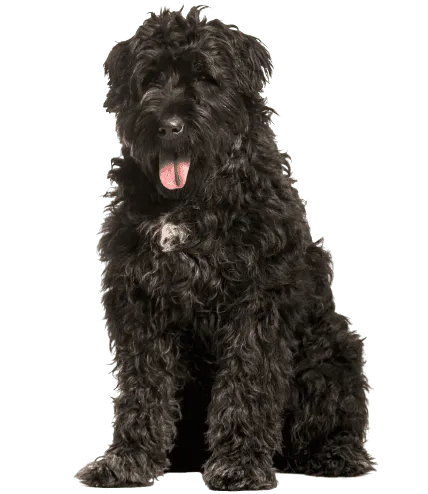 Bouvier des Flandres