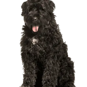Bouvier des Flandres