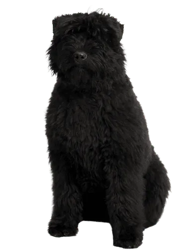Bouvier des Flandres