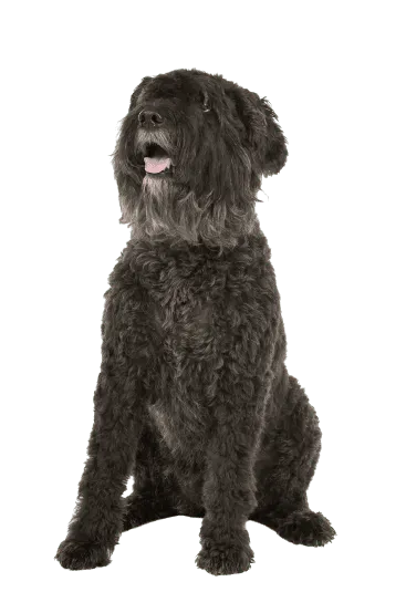 Bouvier des Flandres