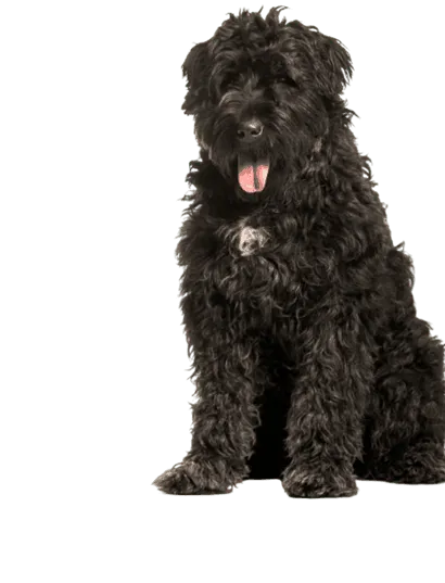 Bouvier des Flandres