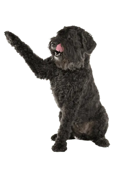 Bouvier des Flandres