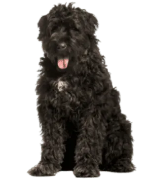Bouvier des Flandres