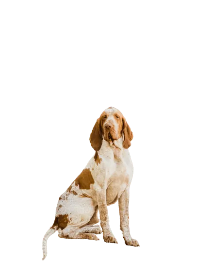Bracco Italiano (6)