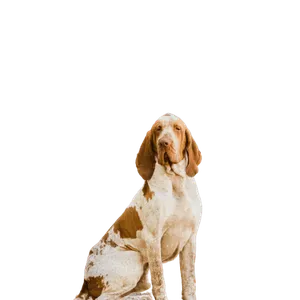 Bracco Italiano (6)