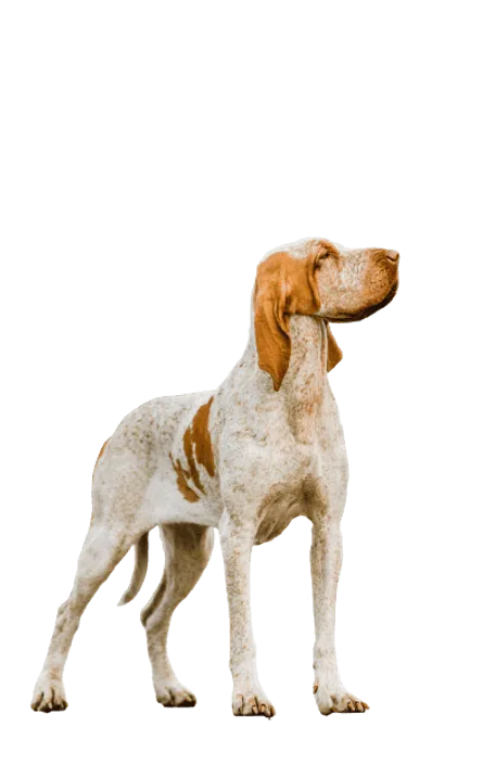 Bracco Italiano (4)