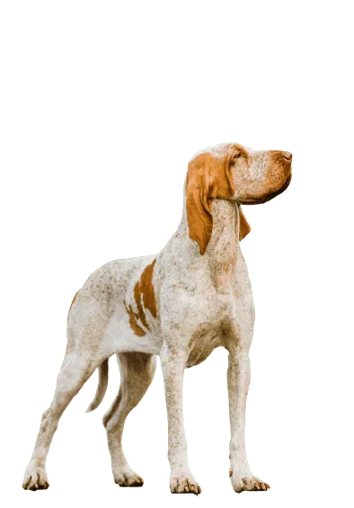Bracco Italiano (4)