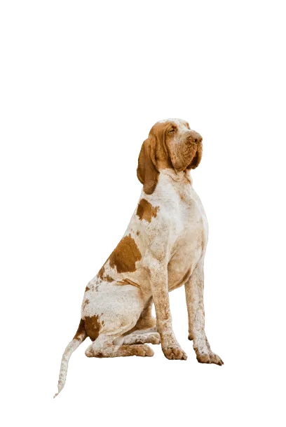 Bracco Italiano (2)
