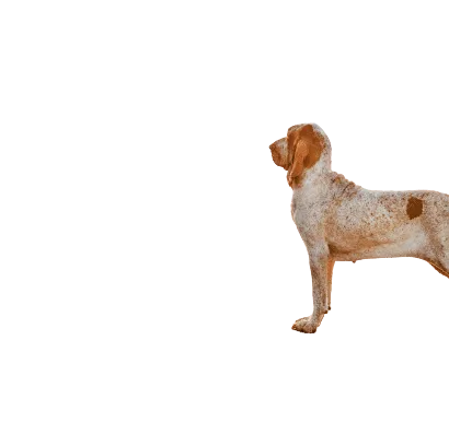 Bracco Italiano (5)