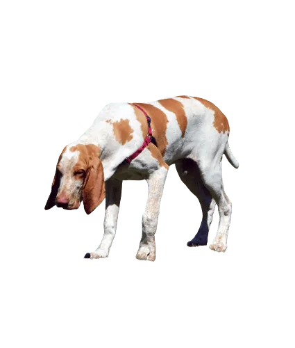 Bracco Italiano (3)