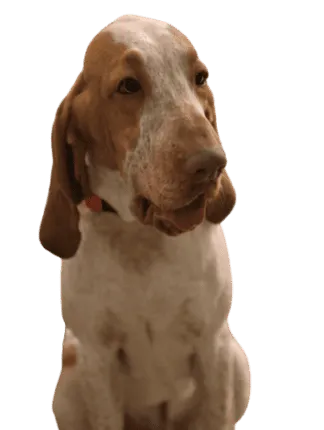 Bracco Italiano