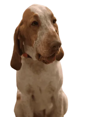 Bracco Italiano