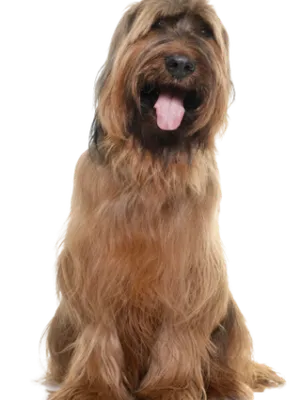 Briard (7)
