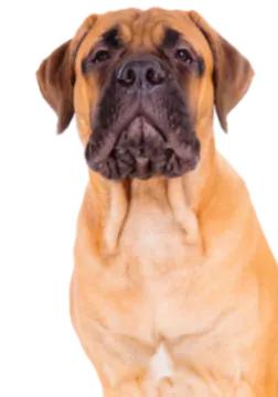 Bullmastiff